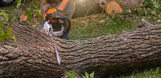 Best Commercial Tree Services  in Lake Cherokee, TX