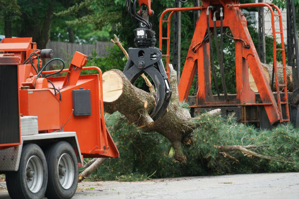 Best Root Management and Removal  in Lake Cherokee, TX